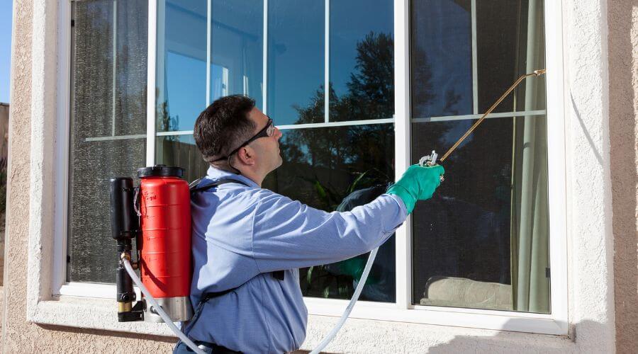 Professional pest control services in Brisbane